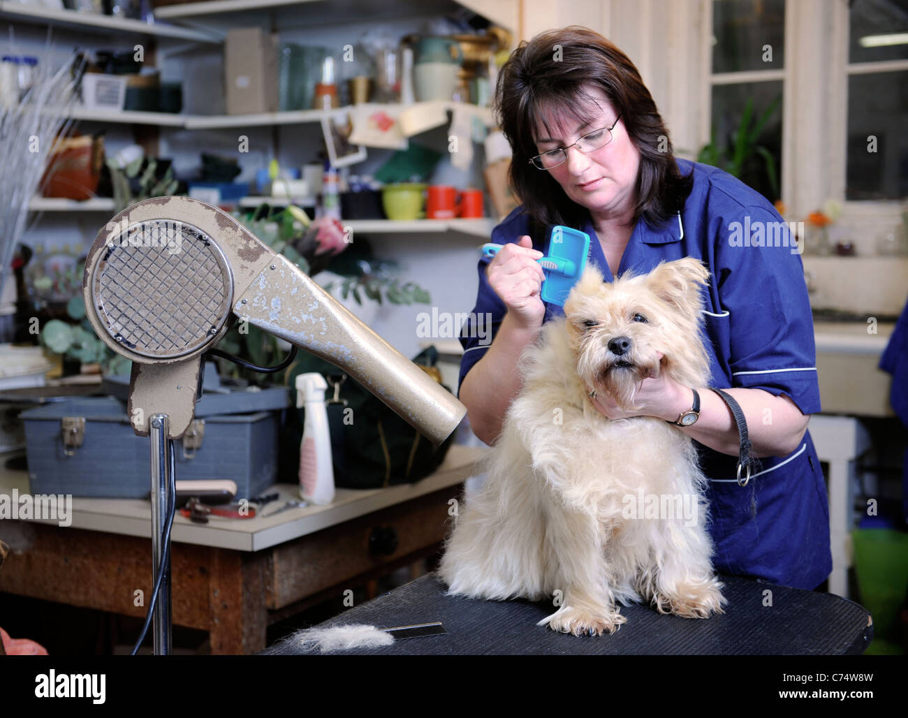 Un animal de Cairn Terrier chien à un salon de toilettage UK Banque D'Images