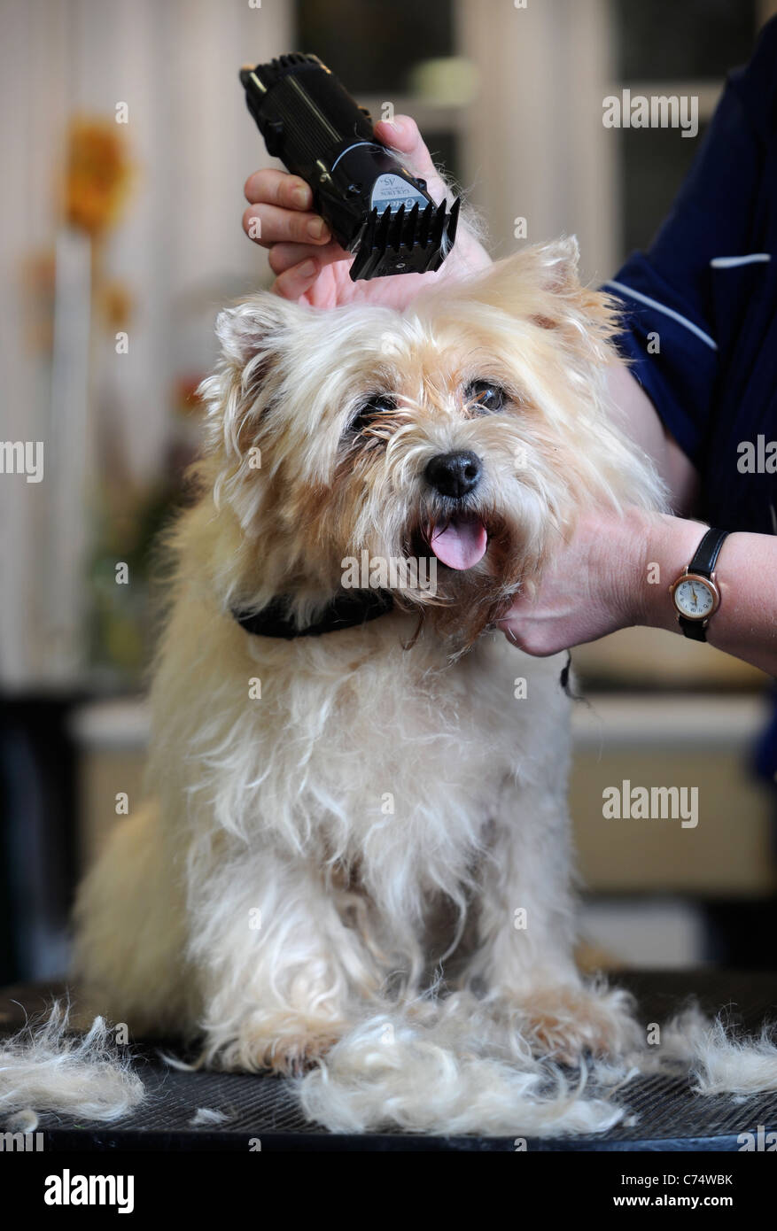 Un animal de Cairn Terrier chien à un salon de toilettage UK Banque D'Images