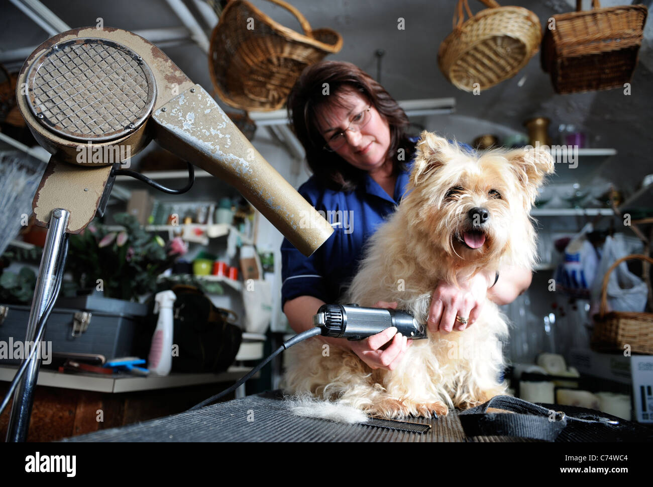 Un animal de Cairn Terrier chien à un salon de toilettage UK Banque D'Images
