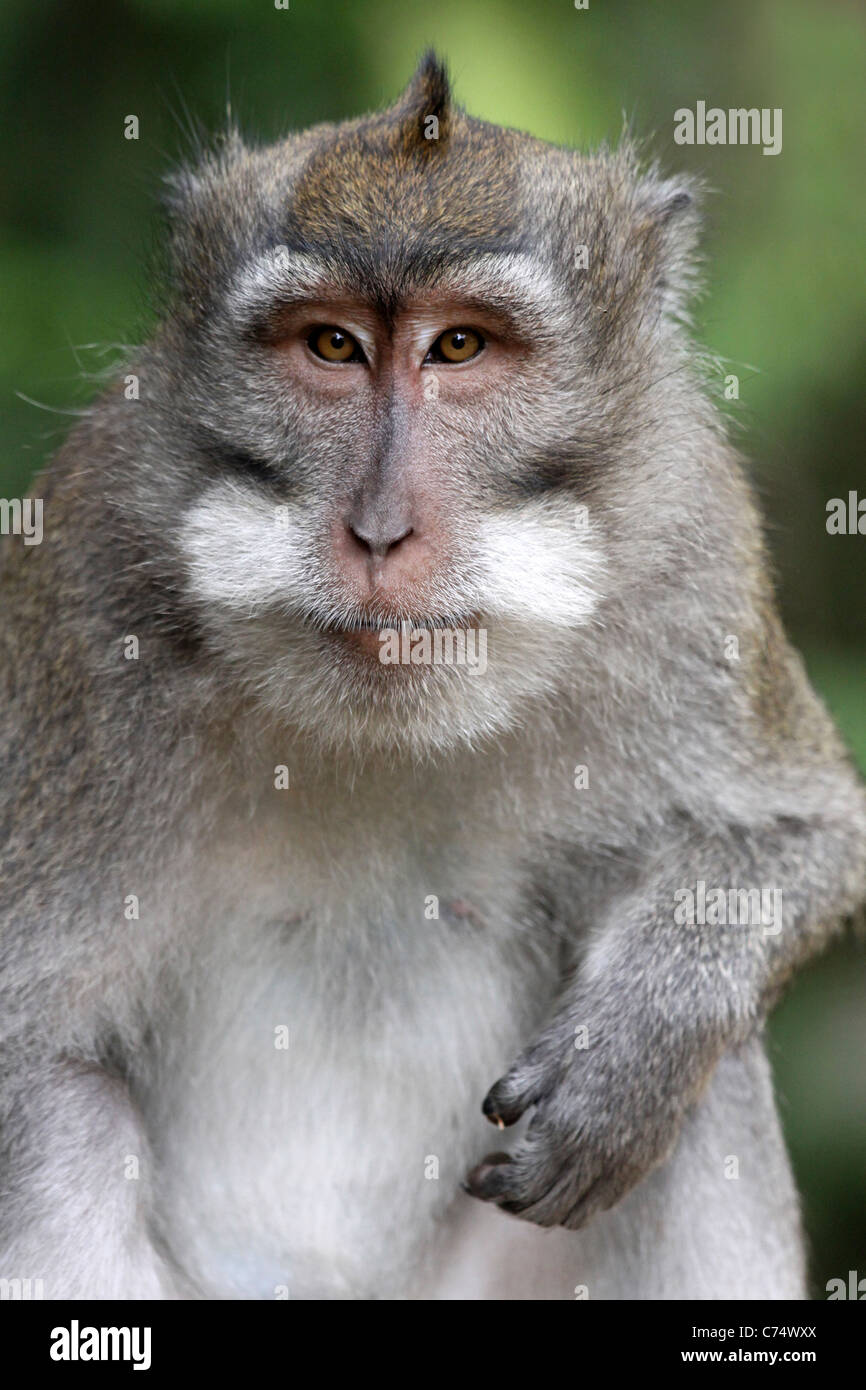 Manger du crabe Macaca fascicularis Macaque Banque D'Images