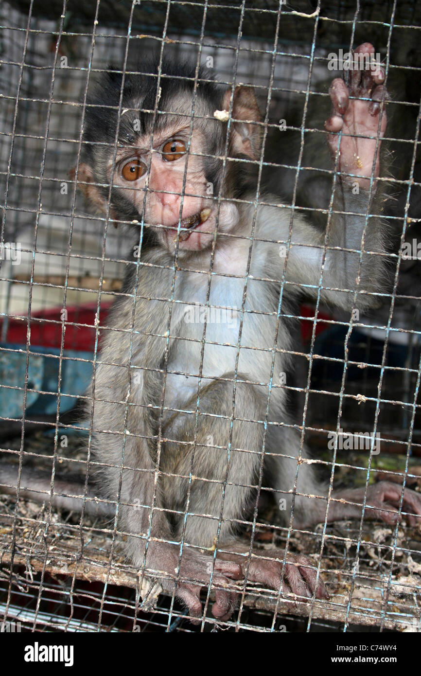 Crabe juvénile-eating Macaque Macaca fascicularis en cage dans un marché d'animaux et d'oiseaux Banque D'Images