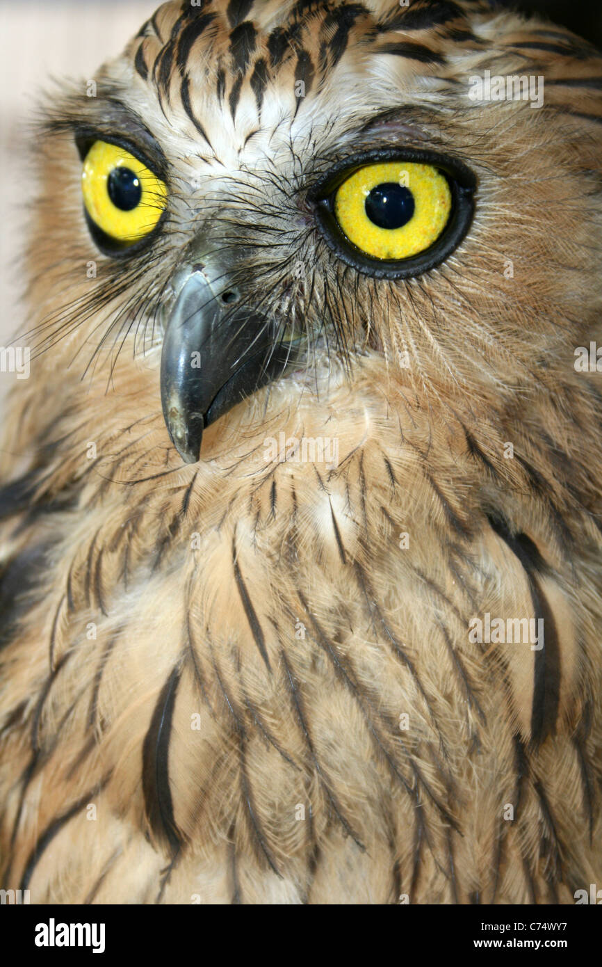 Buffy Fish-hibou Ketupa ketupu a.k.a. Hibou des poissons malais Banque D'Images