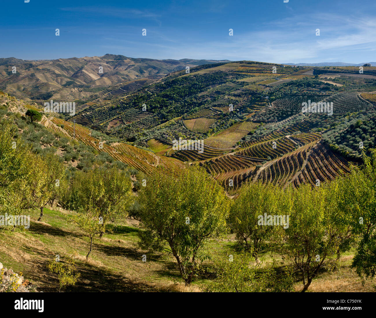 Le Portugal, la Vallée du Douro, de vignes, d'amandiers et d'oliviers Banque D'Images