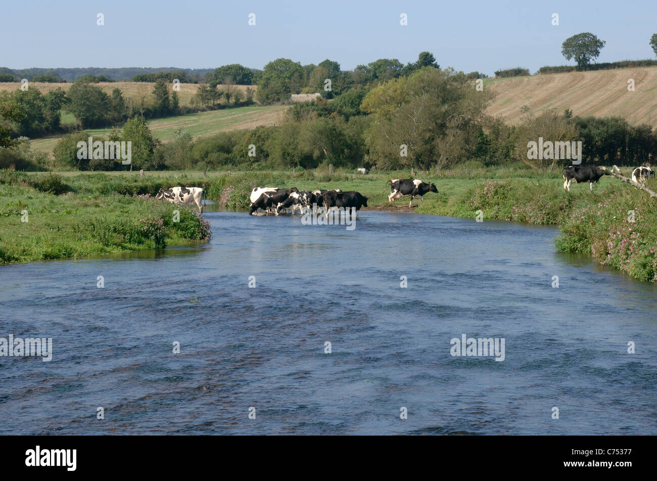 Les vaches laitières Holstein Friesian marcher dans la rivière Ax près de Seaton, Devon Banque D'Images