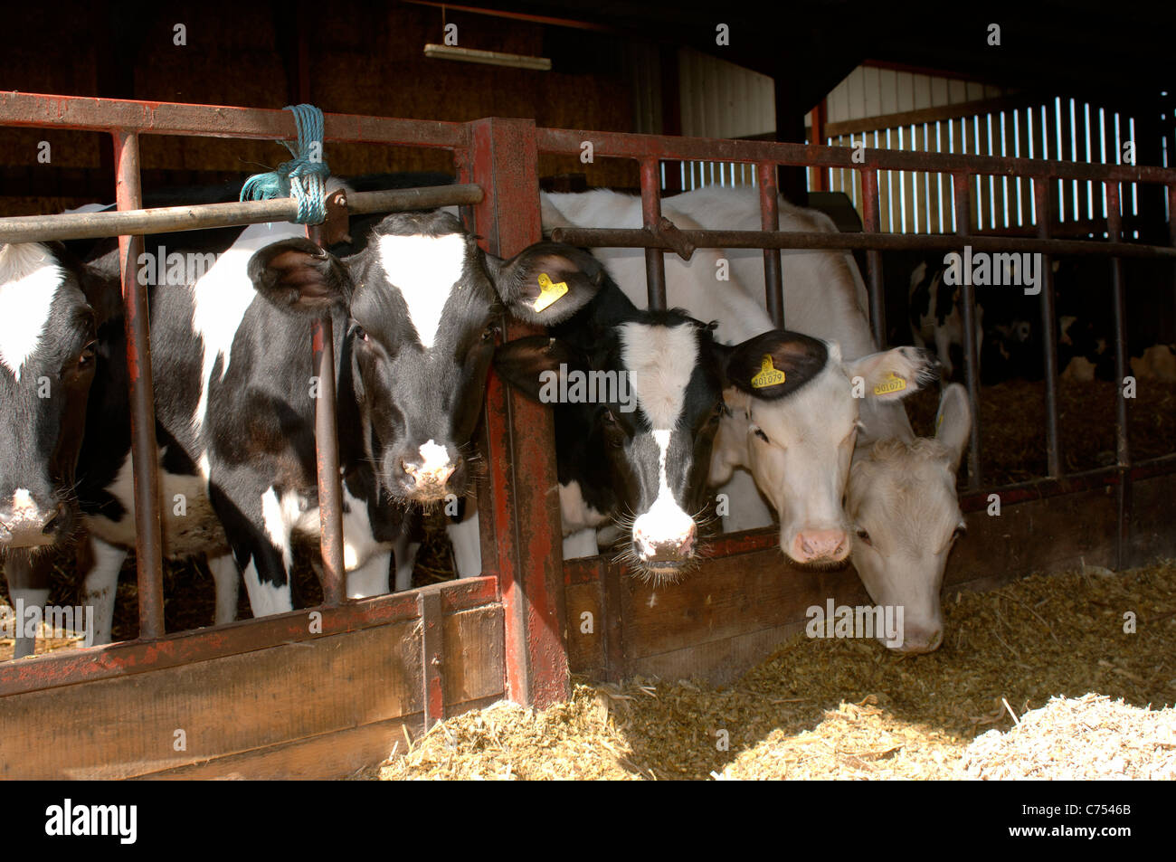 Friesian Holstein X jeunes bovins au stylo, Devon Banque D'Images