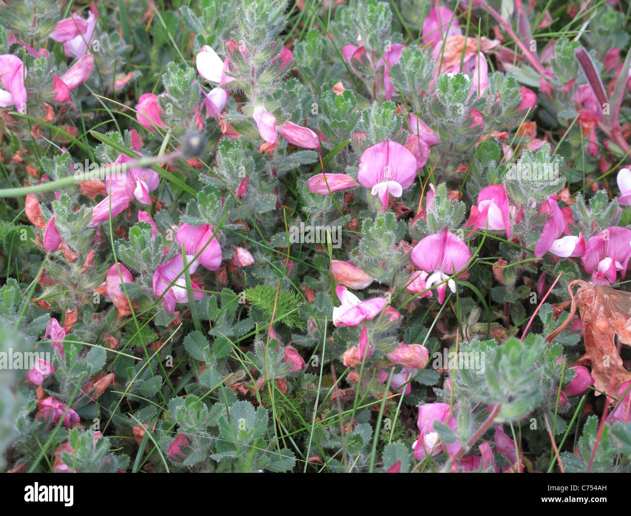 Reste à Harrow (Ononis repens) des plantes à fleurs dans les prairies côtières Banque D'Images