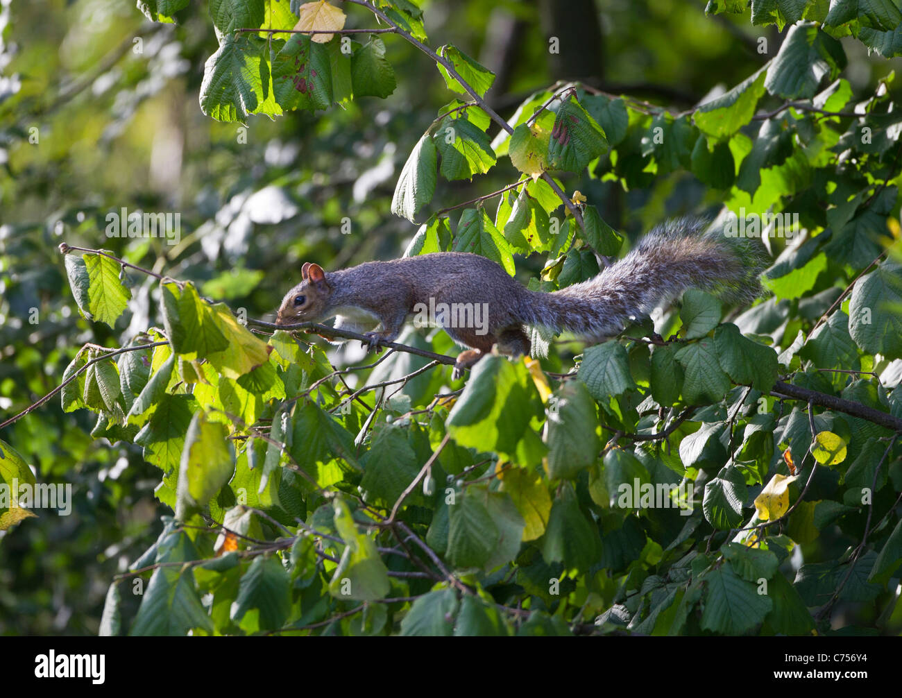 L'écureuil gris Sciurus carolinensis à la recherche de noisettes en septembre Oxfordshire Banque D'Images