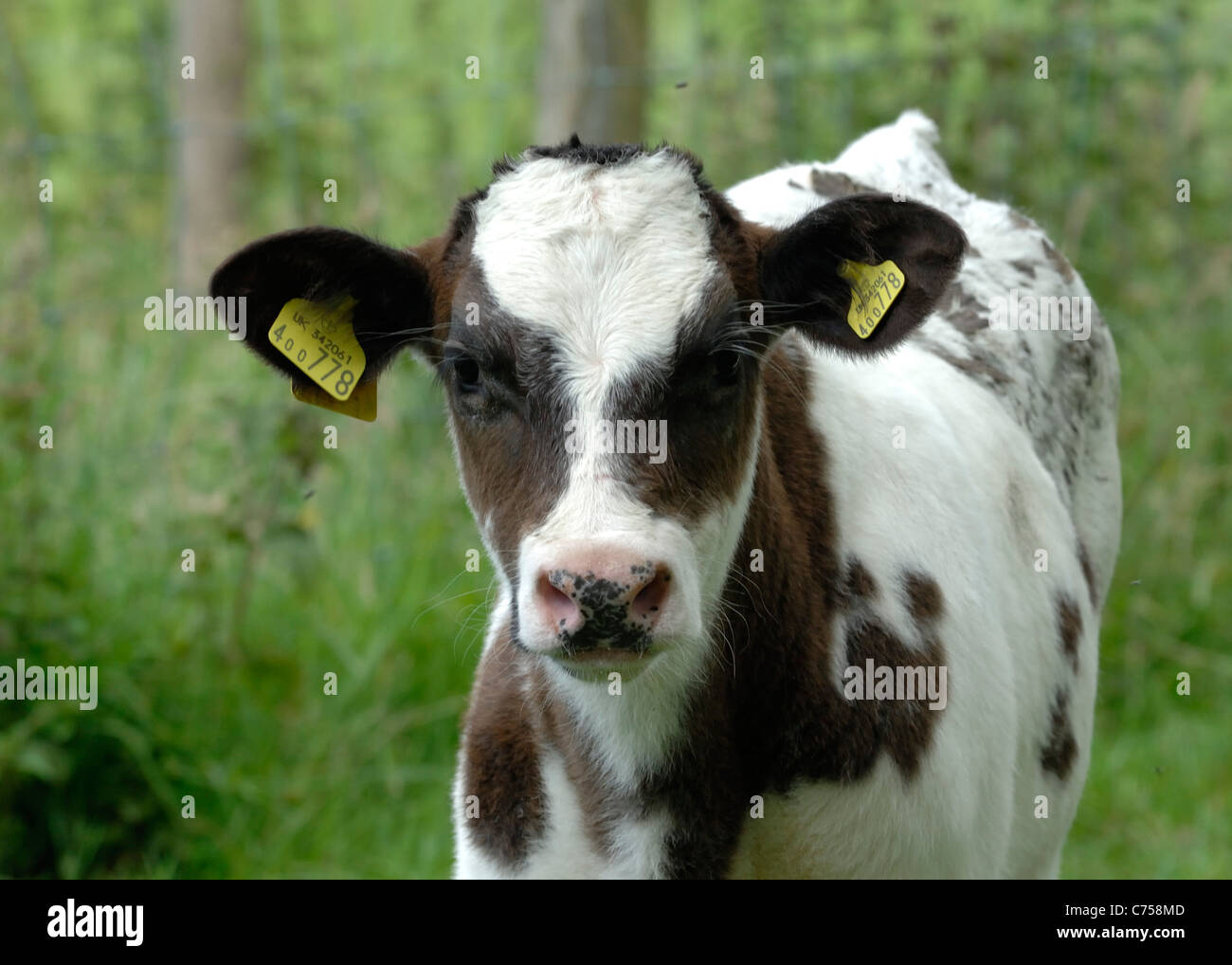 X Holstein veau allaitante Bleu belge sur les pâturages, Devon, juin Banque D'Images