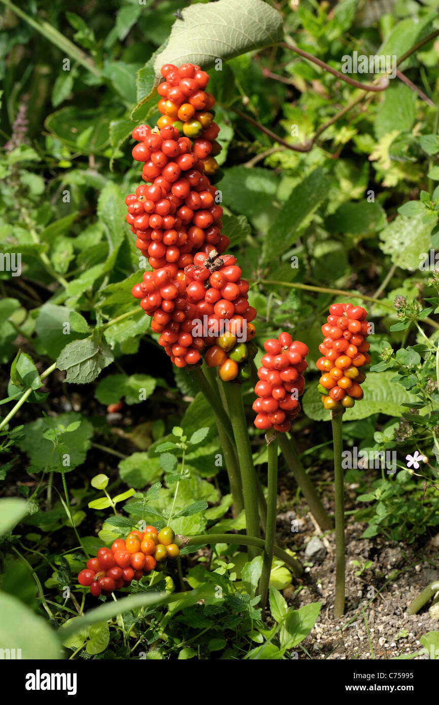 Lords & ladies arum sauvage, Arum maculatum) (d'orange à l'automne Banque D'Images
