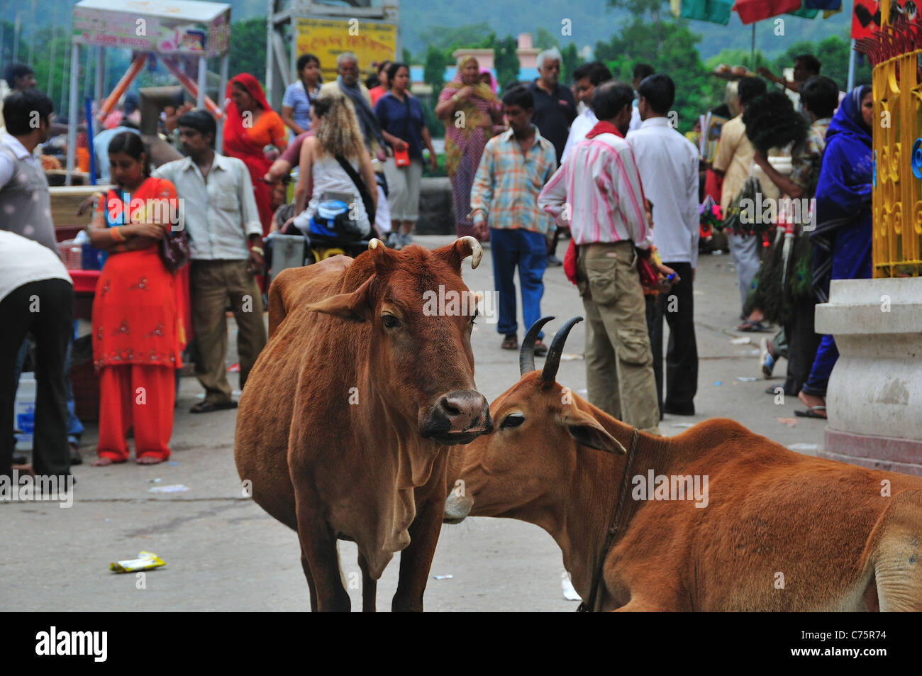 Les vaches sur la rue à Lakshman Jhula dans Rishikesh. Banque D'Images