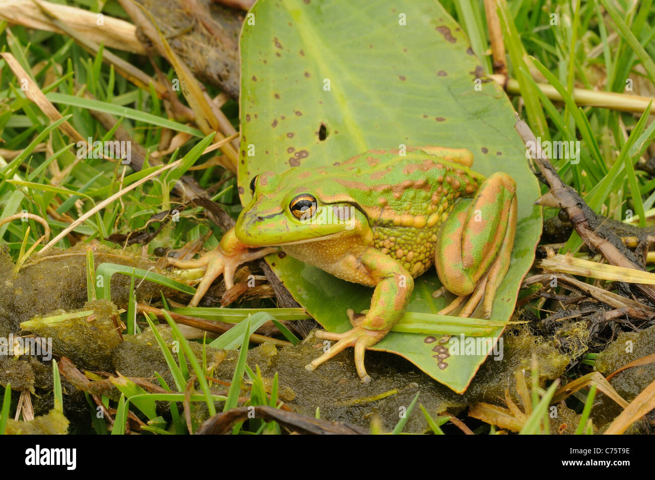 Grenouille verte et Golden Bell Litoria aurea espèces photographiées en Tasmanie, Australie Banque D'Images