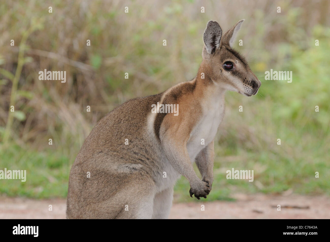 Bridled Nailtail Wallaby Onychogalea fraenata espèces photographiées dans le Queensland en Australie Banque D'Images