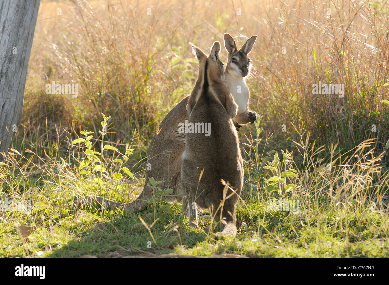 Bridled Nailtail Wallaby Onychogalea fraenata deux mâles boxing espèces photographiées dans le Queensland en Australie Banque D'Images