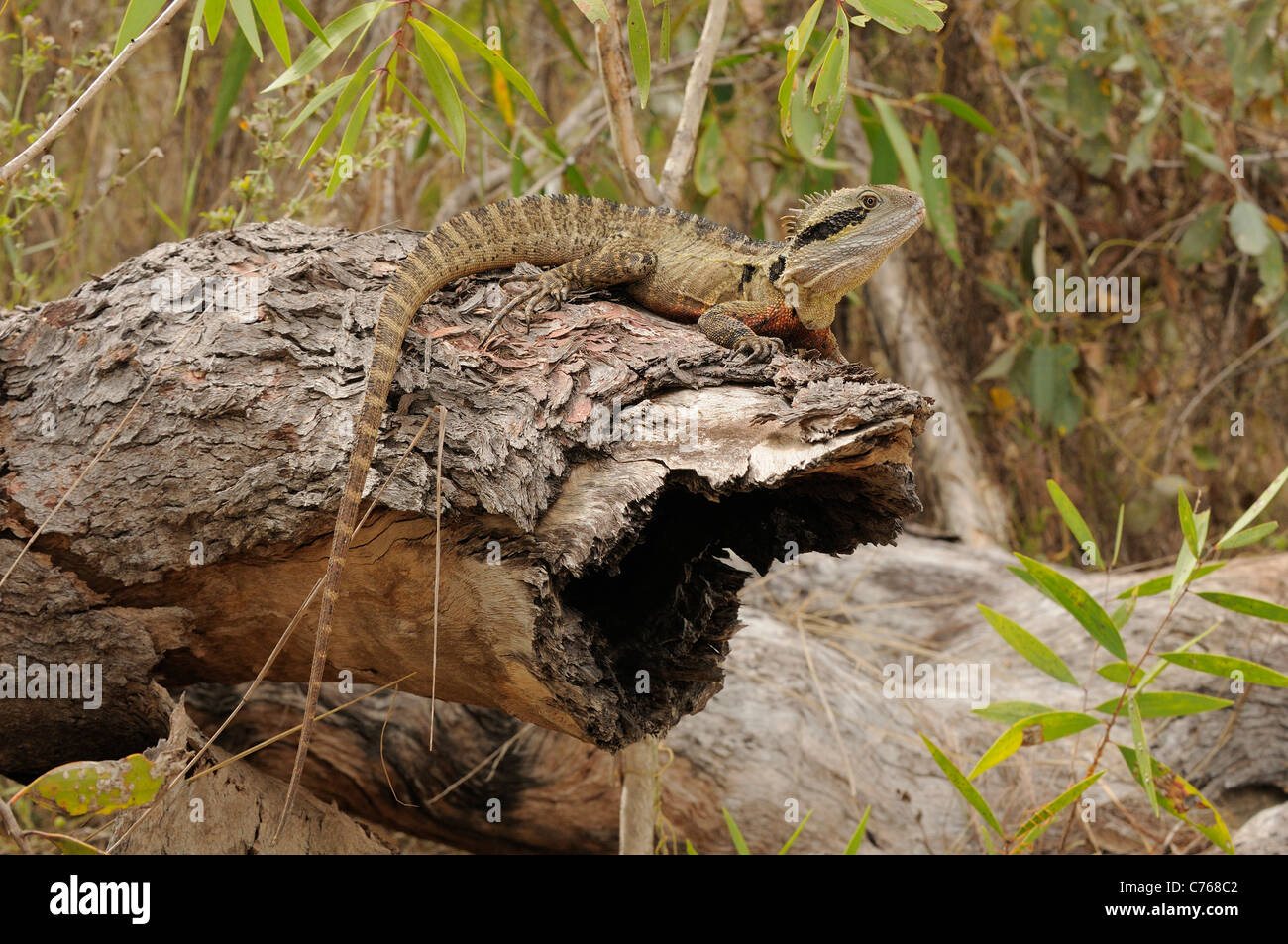L'eau de l'est Dragon Physignathus lesueurii photographié dans le Queensland, Australie Banque D'Images