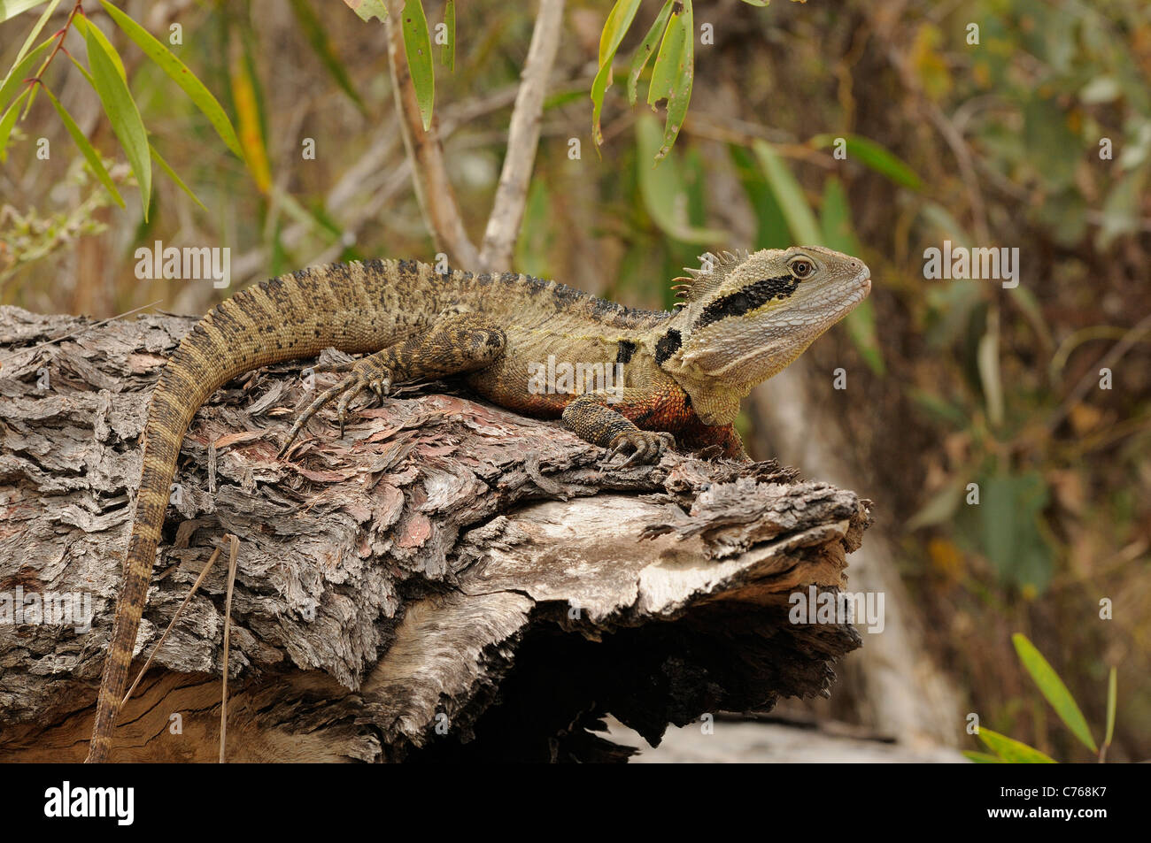 L'eau de l'est Dragon Physignathus lesueurii photographié dans le Queensland, Australie Banque D'Images