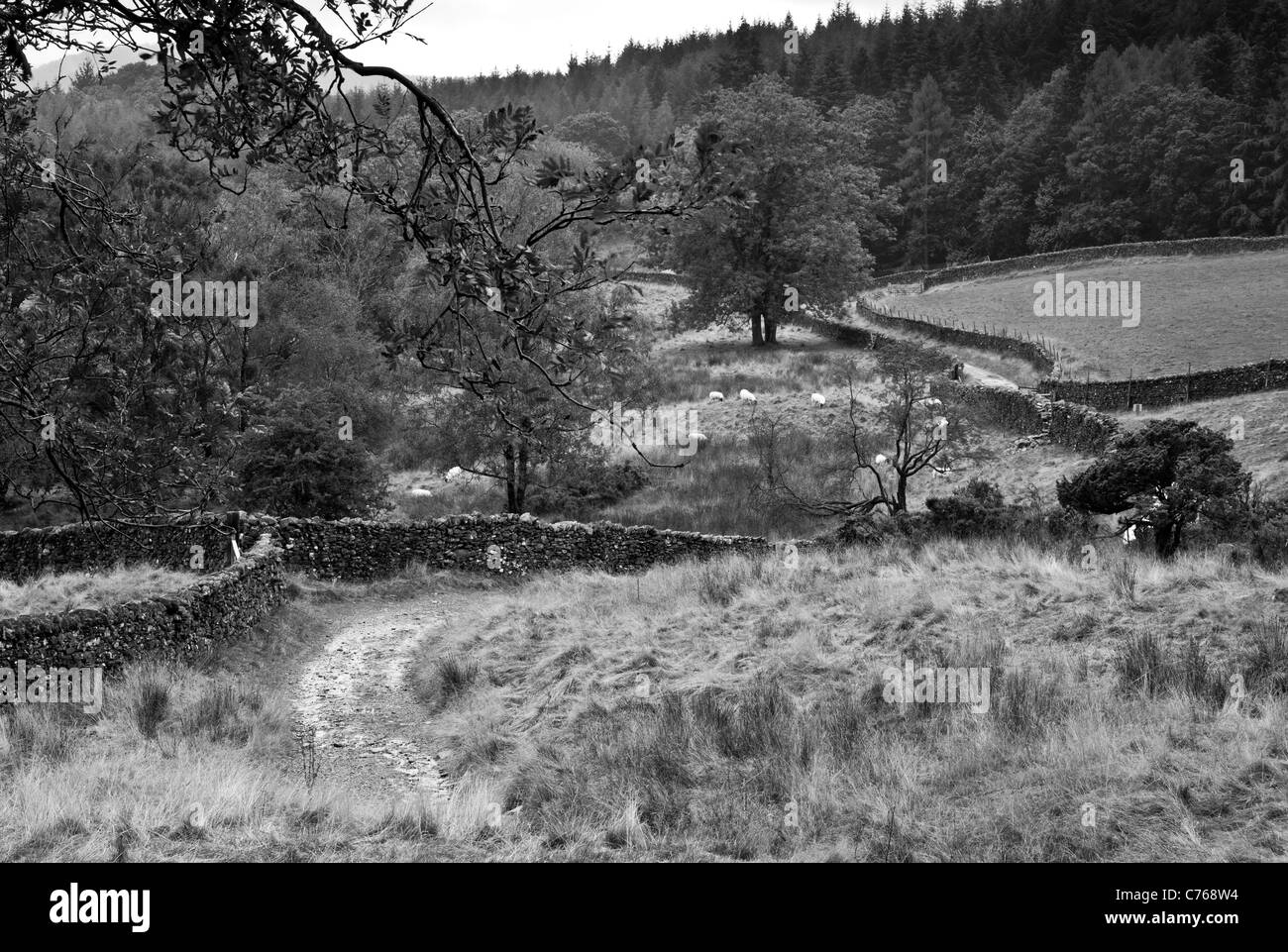 Bridleway près de Moss Eccles Tarn sur Loweswater Heights, près de près de Sawrey, Hawkshead, Lake District, Cumbria Banque D'Images