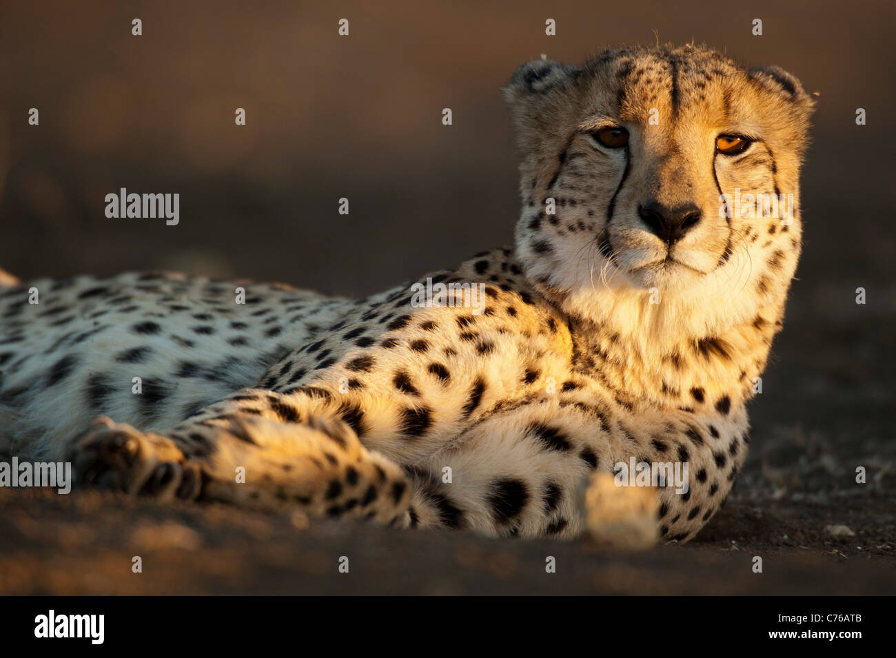 Le Guépard (Acinonyx jubatus), Phinda Game Reserve, Afrique du Sud Banque D'Images Le Guépard (Acinonyx jubatus), Phinda Game Reserve, Afrique du Sud Banque D'Images