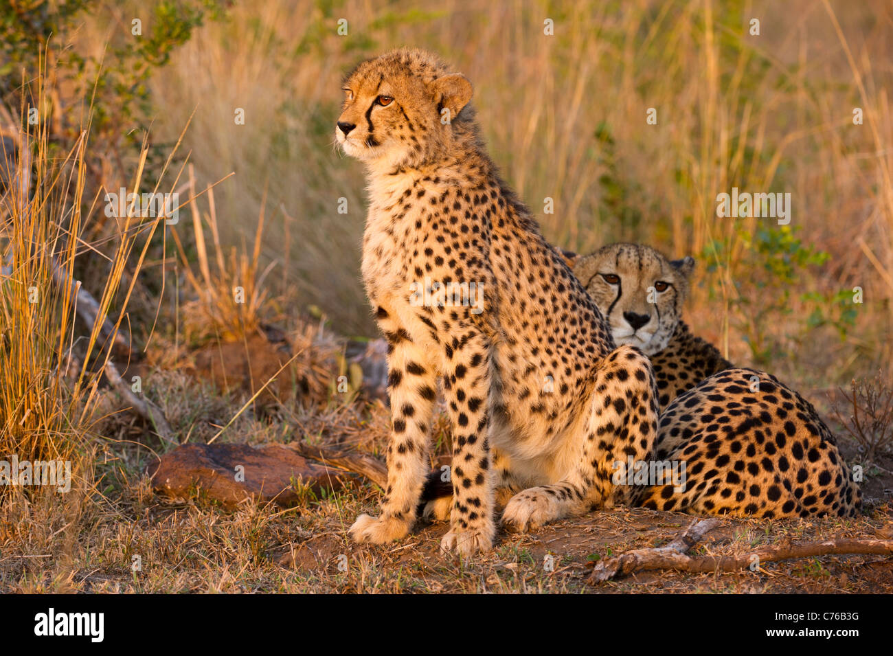 Avec Cheetah cub (Acinonyx jubatus), Phinda Game Reserve, Afrique du Sud Banque D'Images