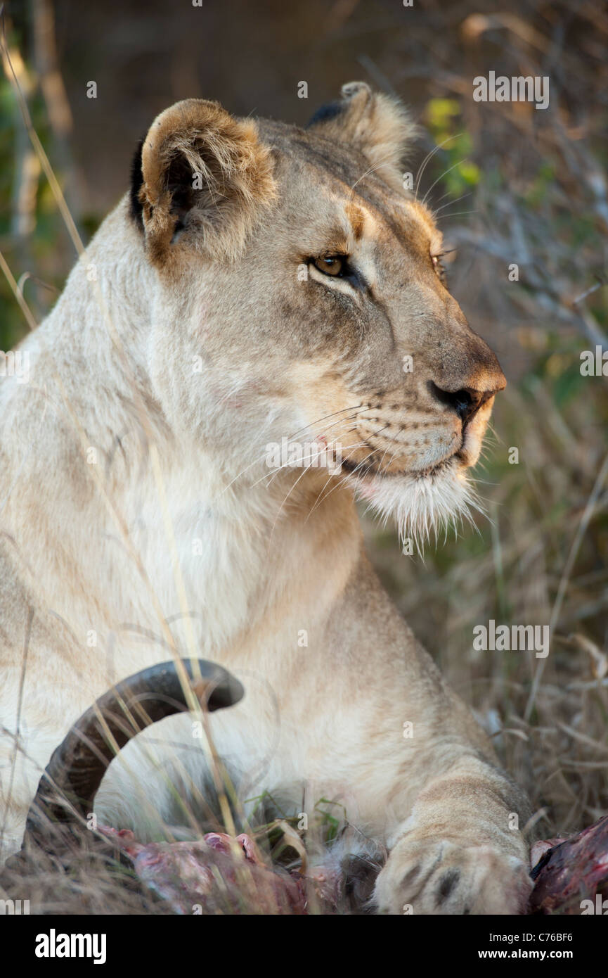 Alimentation à partir de Lion un kill (Panthero leo), Phinda Game Reserve, Afrique du Sud Banque D'Images