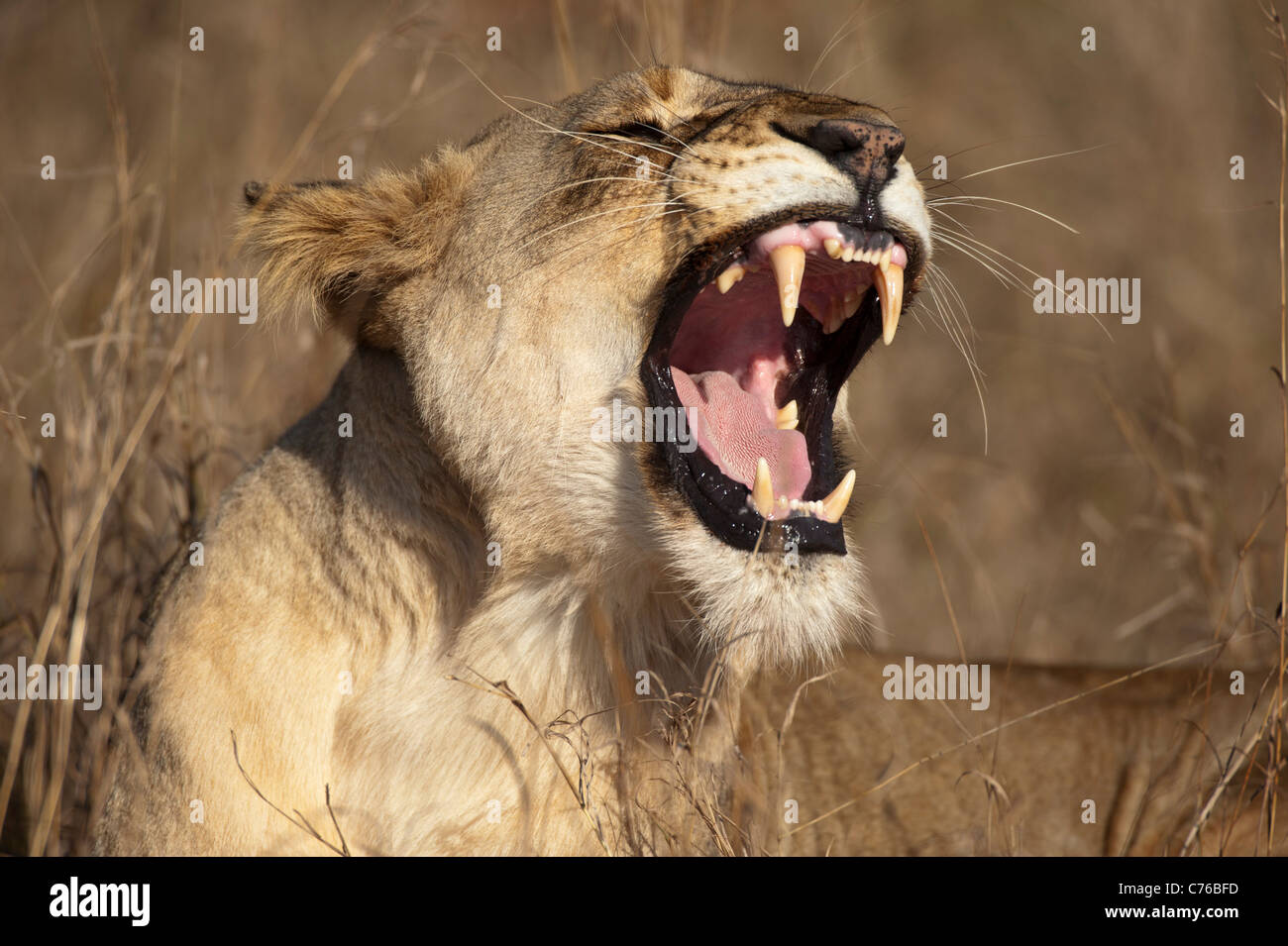 Panthero Lion bâillements (Leo), Phinda Game Reserve, Afrique du Sud Banque D'Images