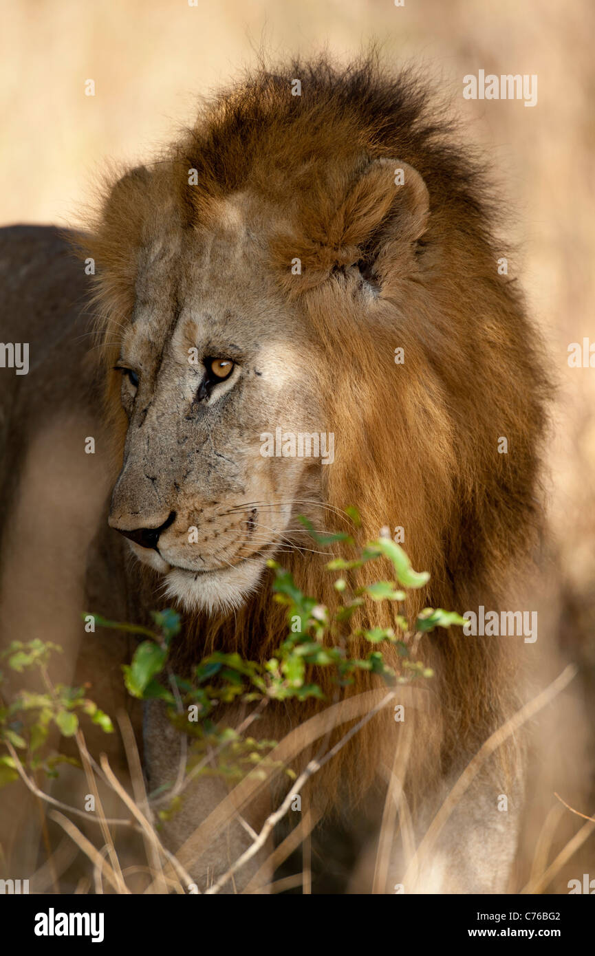 Panthero male Lion (Leo), Phinda Game Reserve, Afrique du Sud Banque D'Images