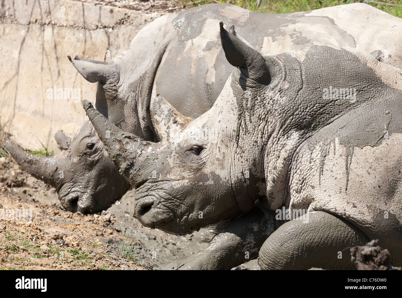 Cotswolds Wildlife Park - mud se vautrer Rhinoceros 4 Banque D'Images