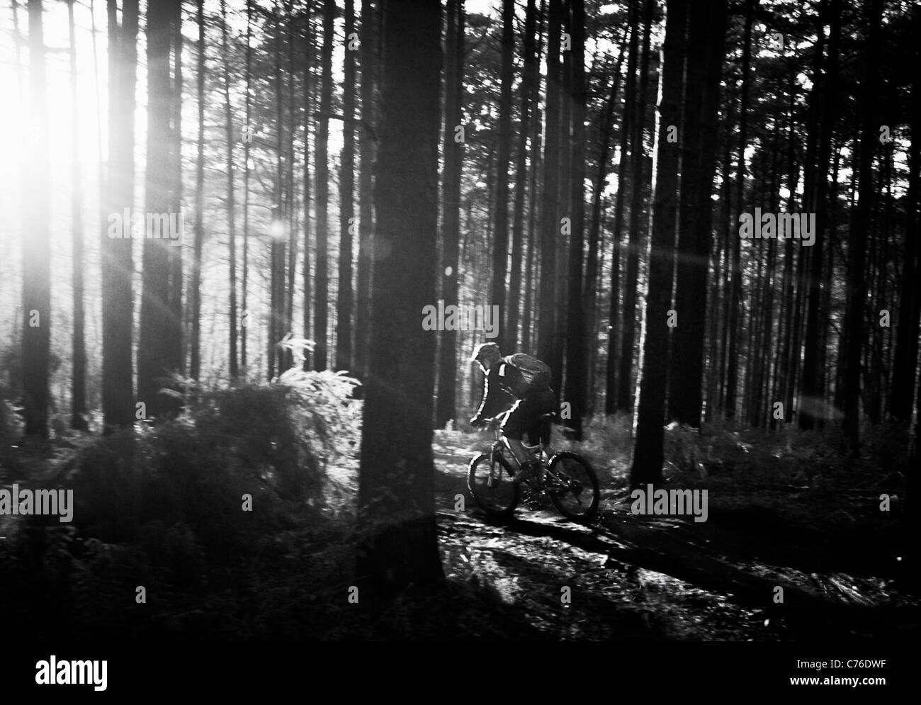 Du vélo de montagne dans les bois, en noir et blanc Banque D'Images