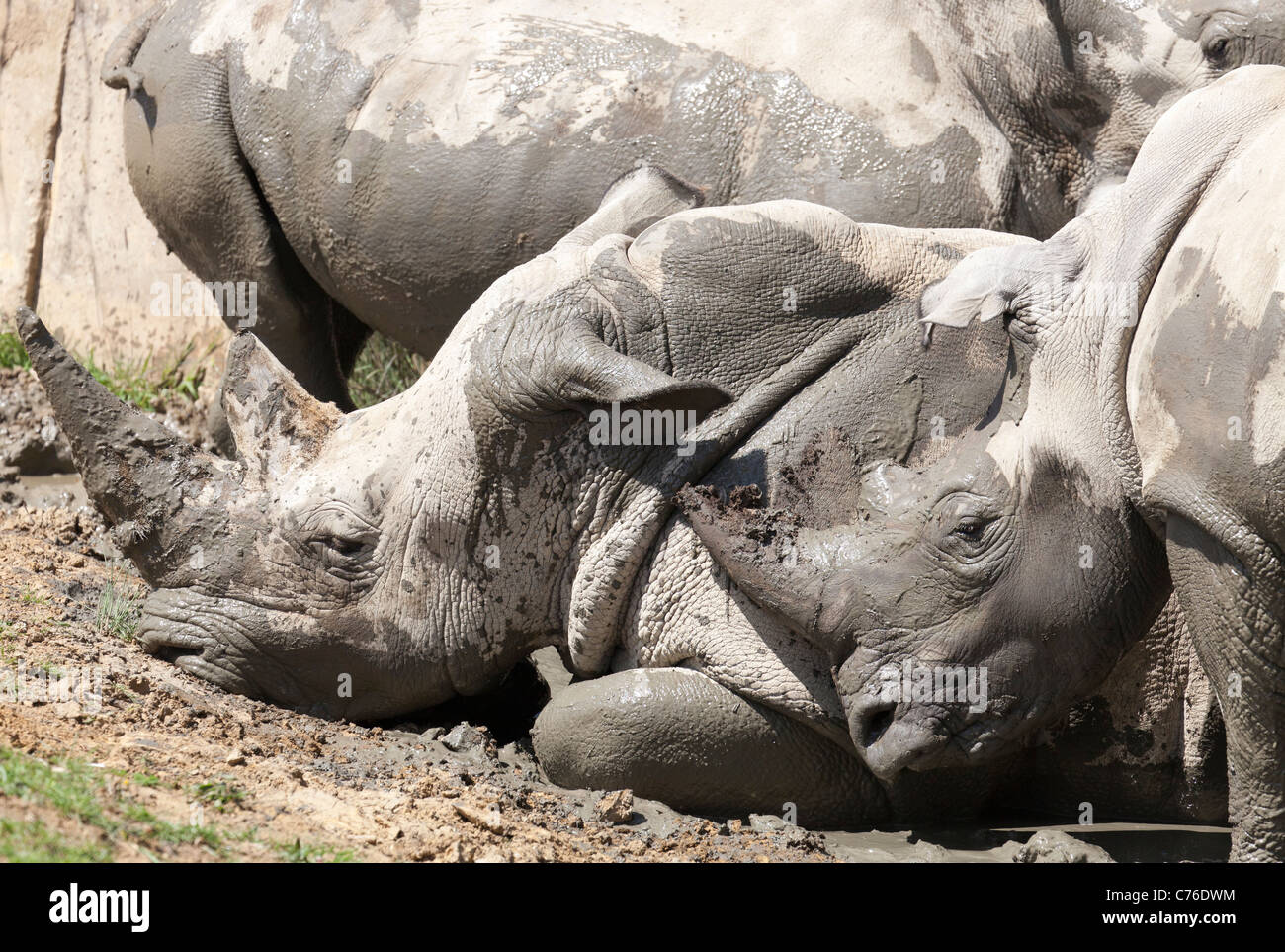 Cotswolds Wildlife Park - mud se vautrer Rhinoceros 5 Banque D'Images