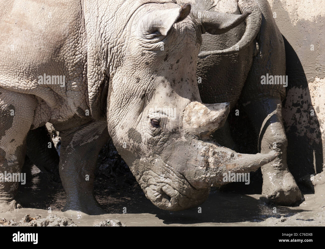 Cotswolds Wildlife Park - mud se vautrer Rhinoceros 6 Banque D'Images