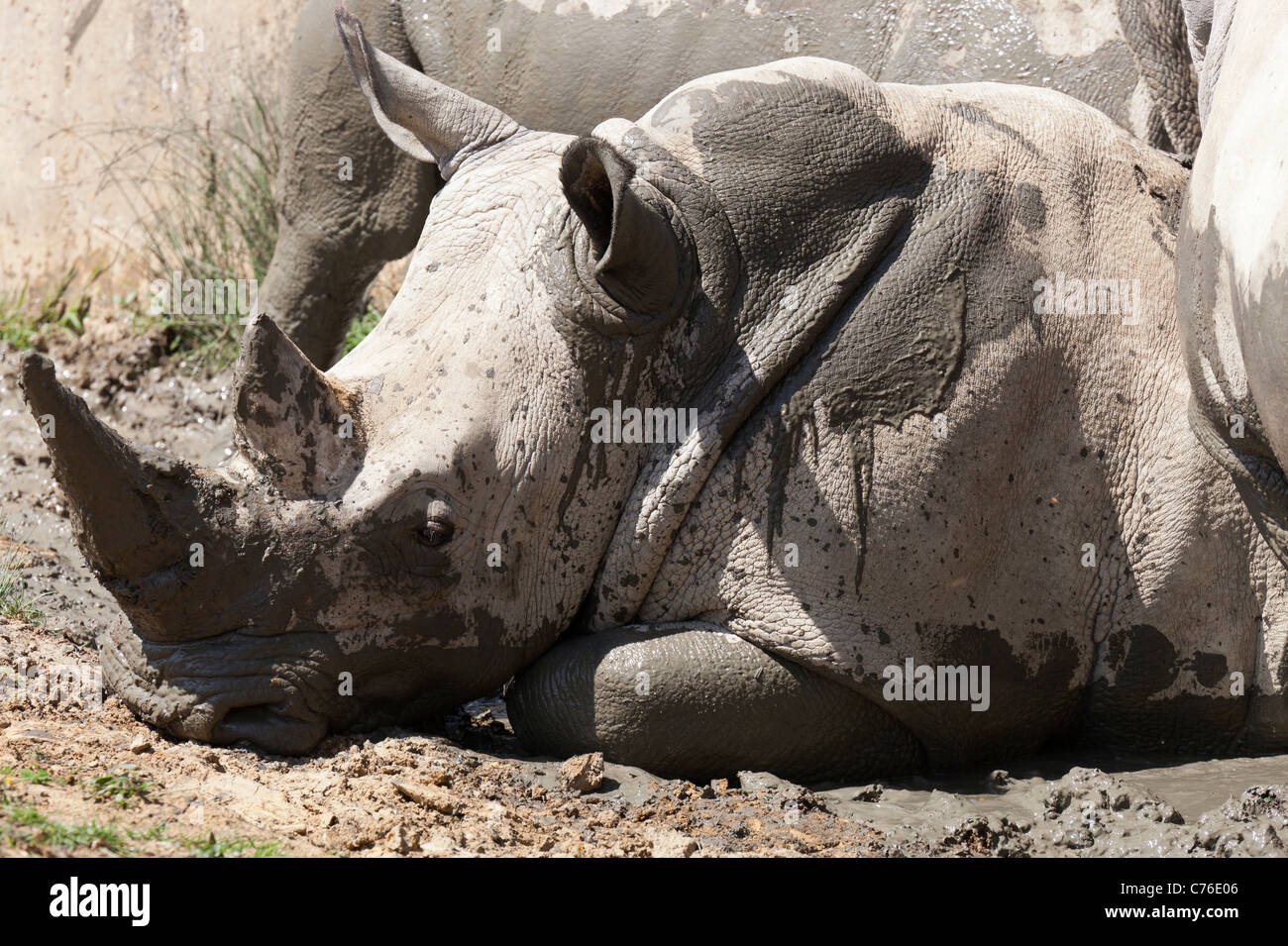 Cotswolds Wildlife Park - mud se vautrer Rhinoceros 8 Banque D'Images