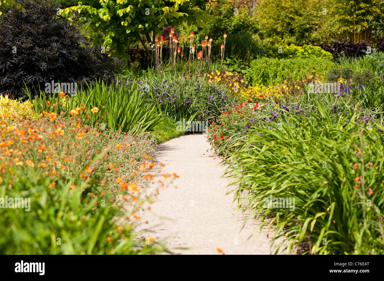 Le jardin chaud en juin, RHS Rosemoor, Devon, Angleterre, Royaume-Uni Banque D'Images