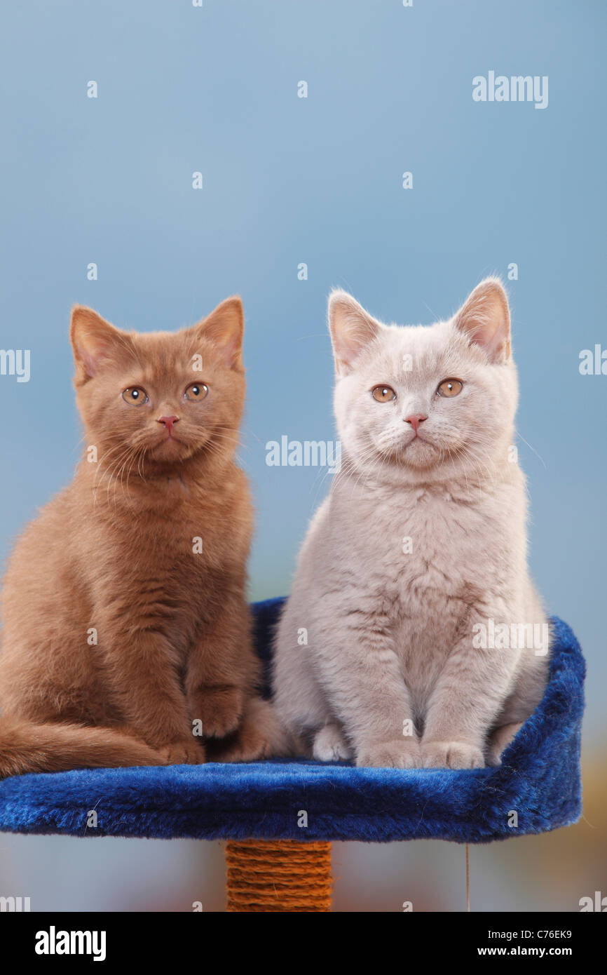 British Shorthair Chats Chatons Cannelle Et Faon 3 Mois Arbre De Chat Photo Stock Alamy