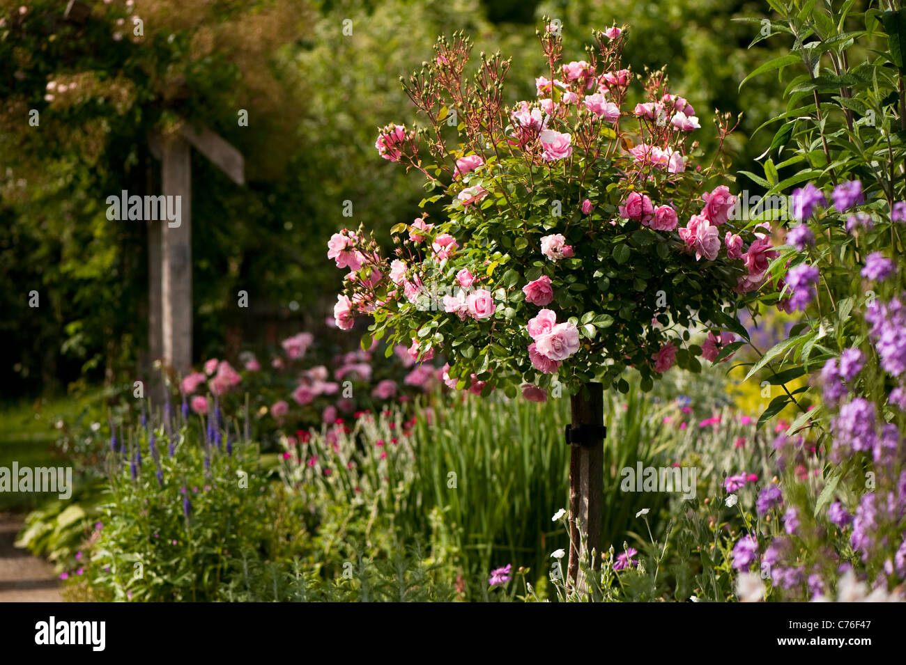 Rosa 'bonica' eidomonac, Rose Bonica, en fleurs Banque D'Images