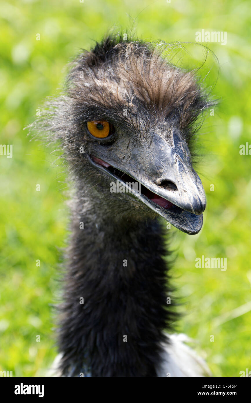 Cotswolds Wildlife Park - jeunes l'UEM 4 Banque D'Images