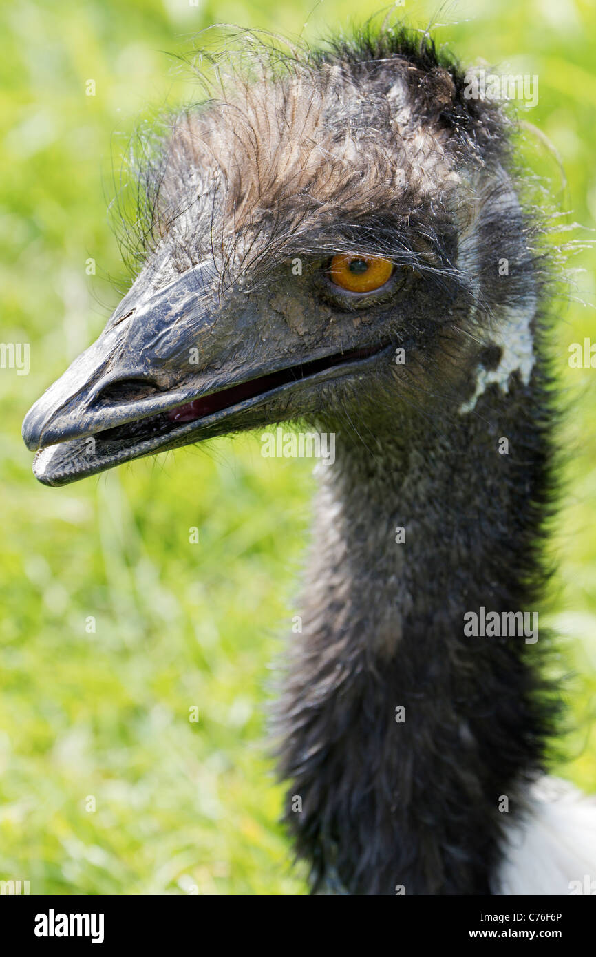 Cotswolds Wildlife Park - jeunes l'UEM Banque D'Images