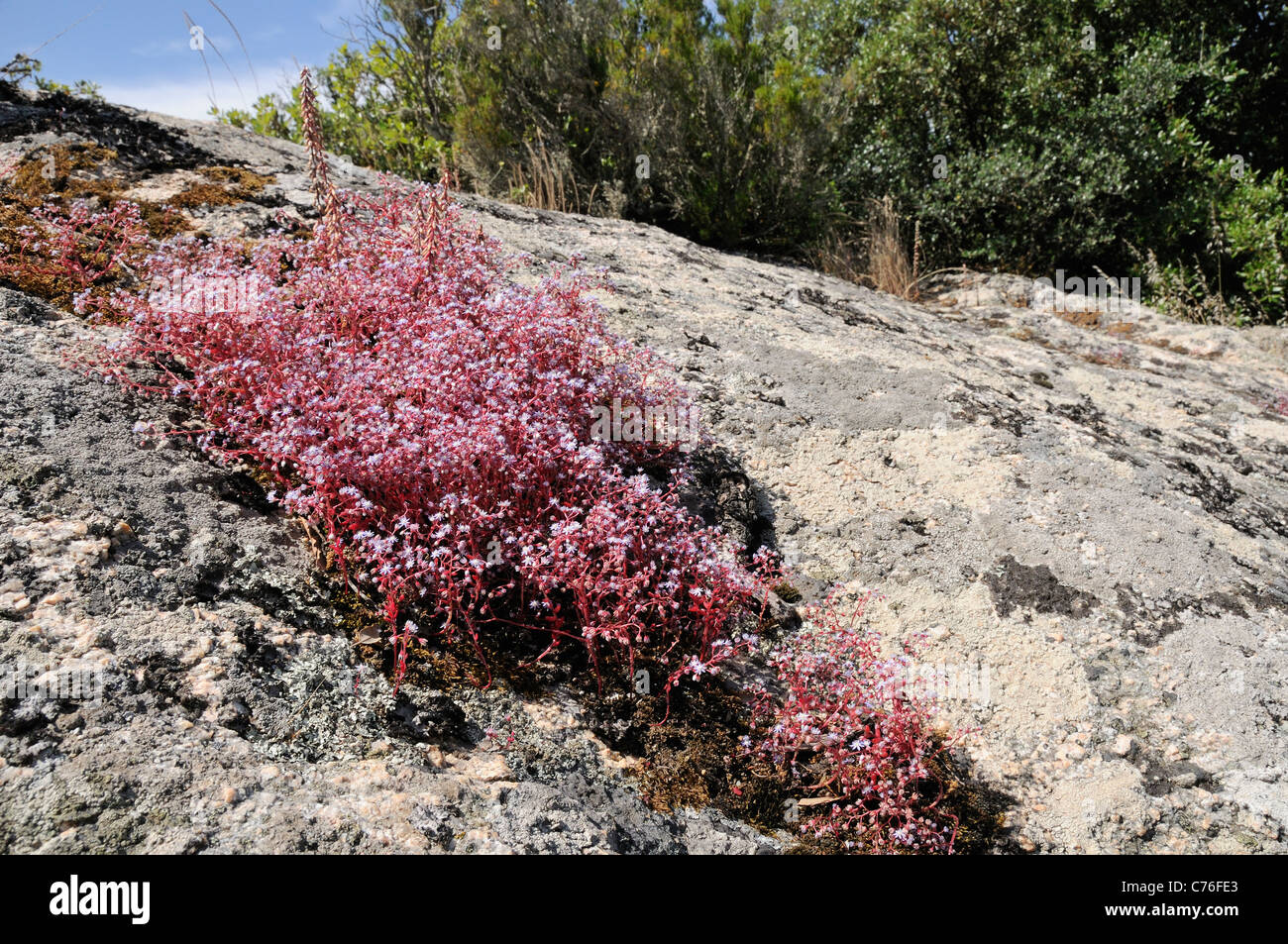 Stonecrop Sedum caeruleum (bleu) touffe floraison dans une crevasse dans un bloc de granite, Corse, France, juin. Banque D'Images