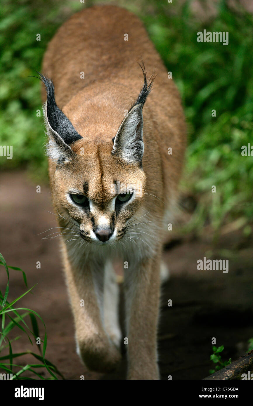 Felis caracal Caracal- Banque D'Images