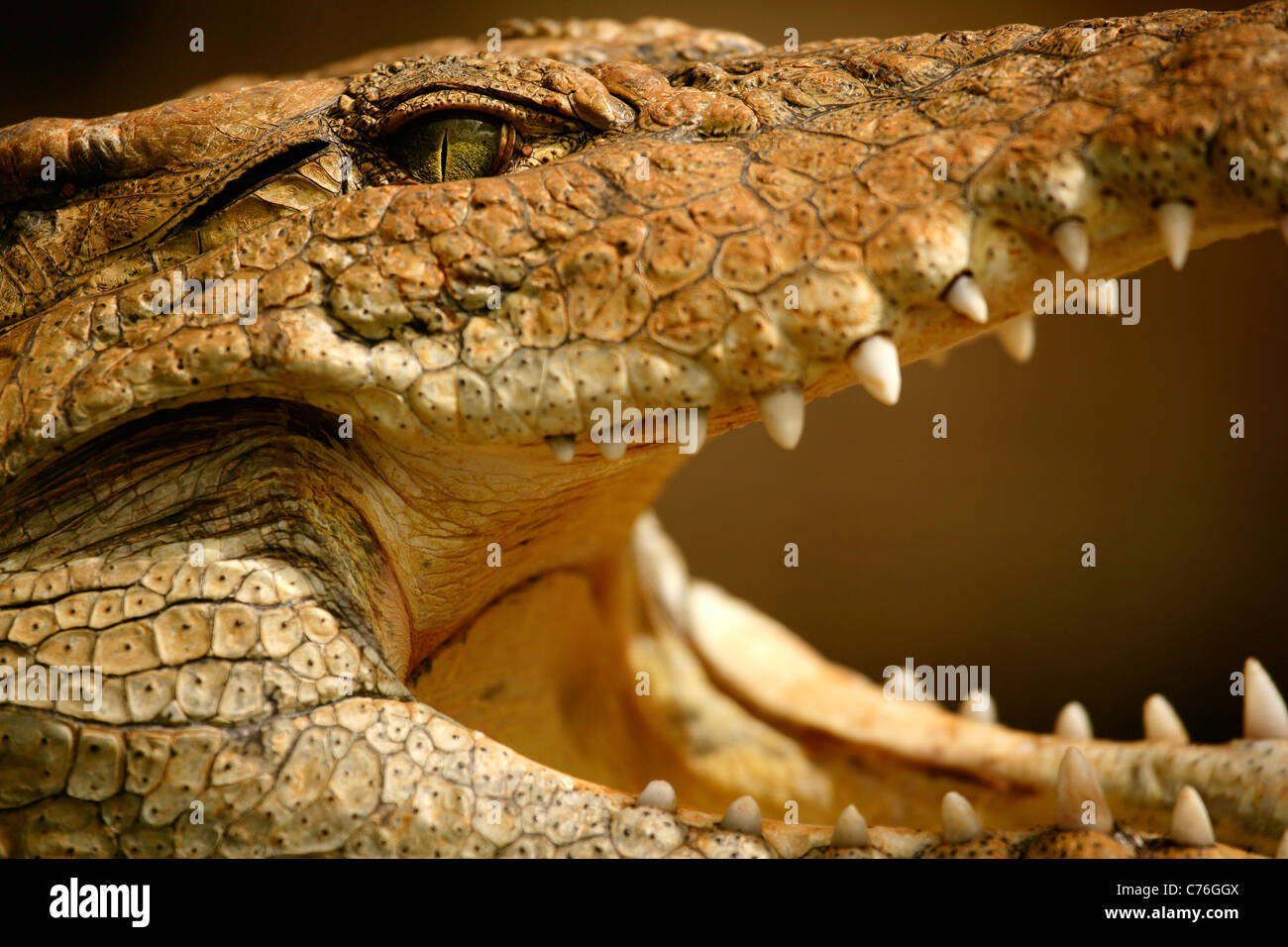 Crocodile- Kenya Banque D'Images