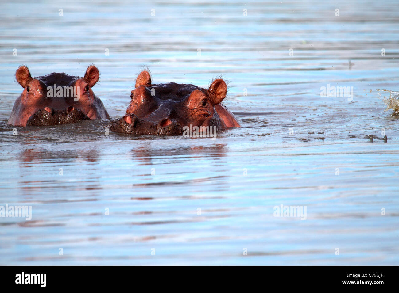 -Hippopotamus Hippopotamus amphibius Banque D'Images