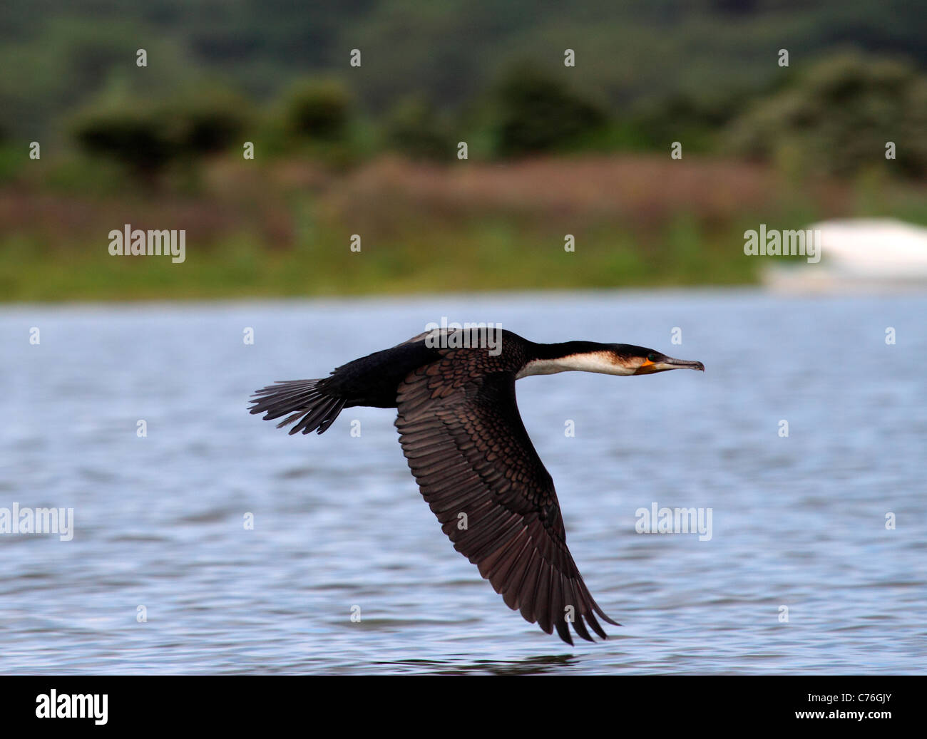 Cormoran africain - Phalacrocorax africanus Banque D'Images