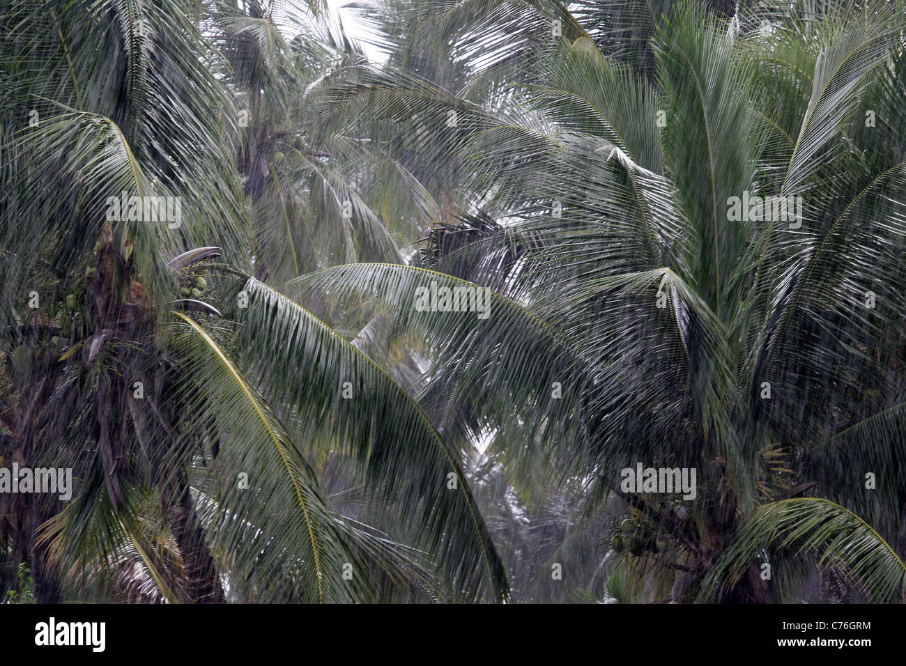 Rain-Palm-Bomasa Banque D'Images