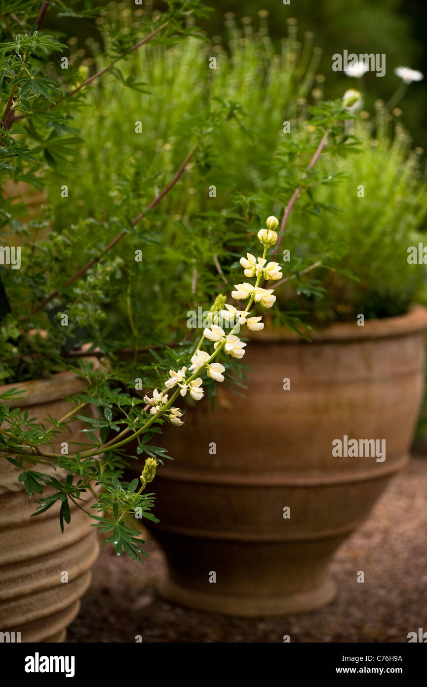 Lupinus arboreus, Arbre, fleur de lupin Banque D'Images