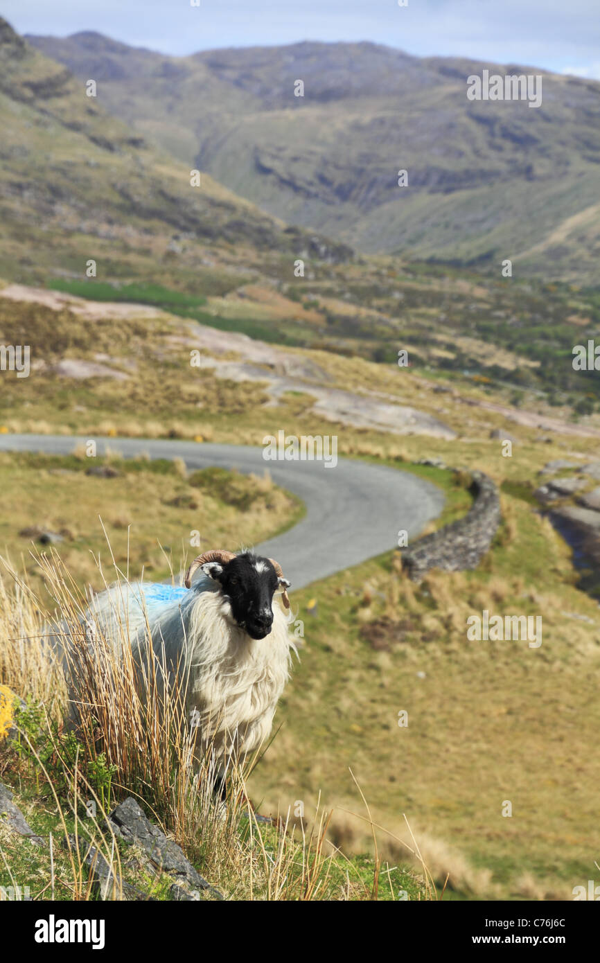 Moutons sur le Col Healy, Péninsule de Beara, Co Kerry, Rep de l'Irlande. Banque D'Images