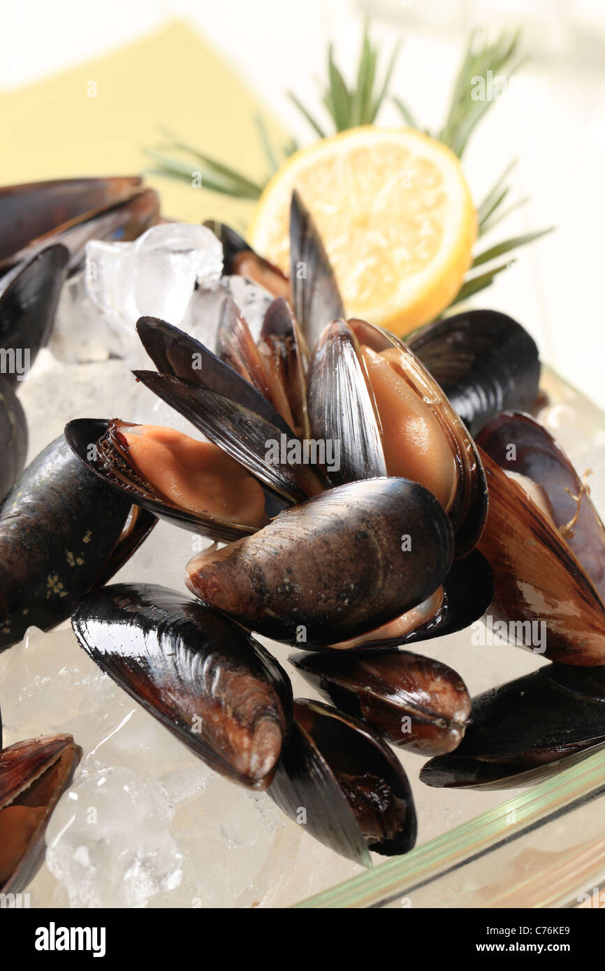 Détail de moules crues sur des cubes de glace Banque D'Images