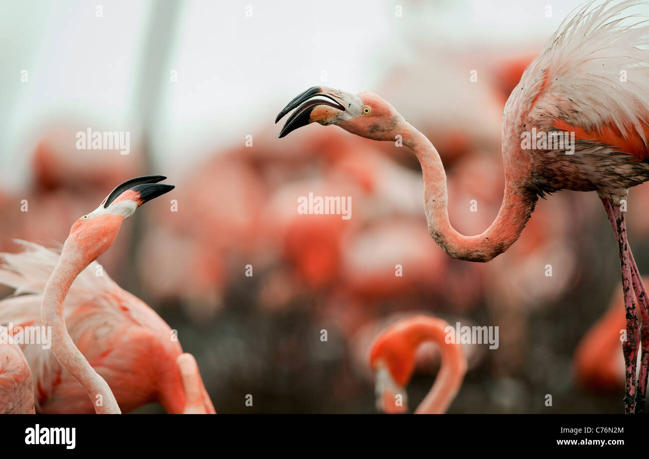 Flamingo Grand combat . Banque D'Images