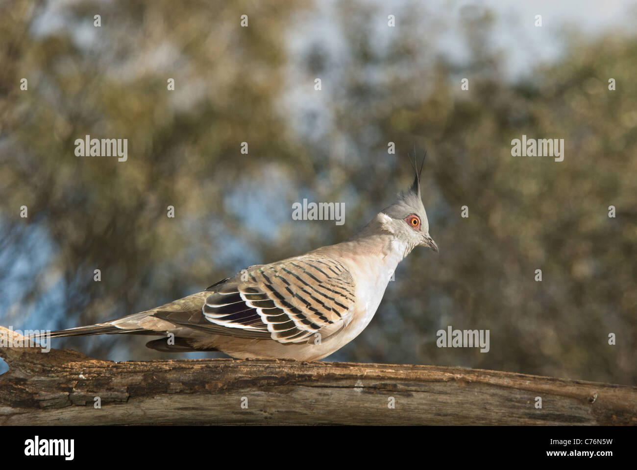 Australian Crested Pigeon, Ocyphaps lophotes, Banque D'Images