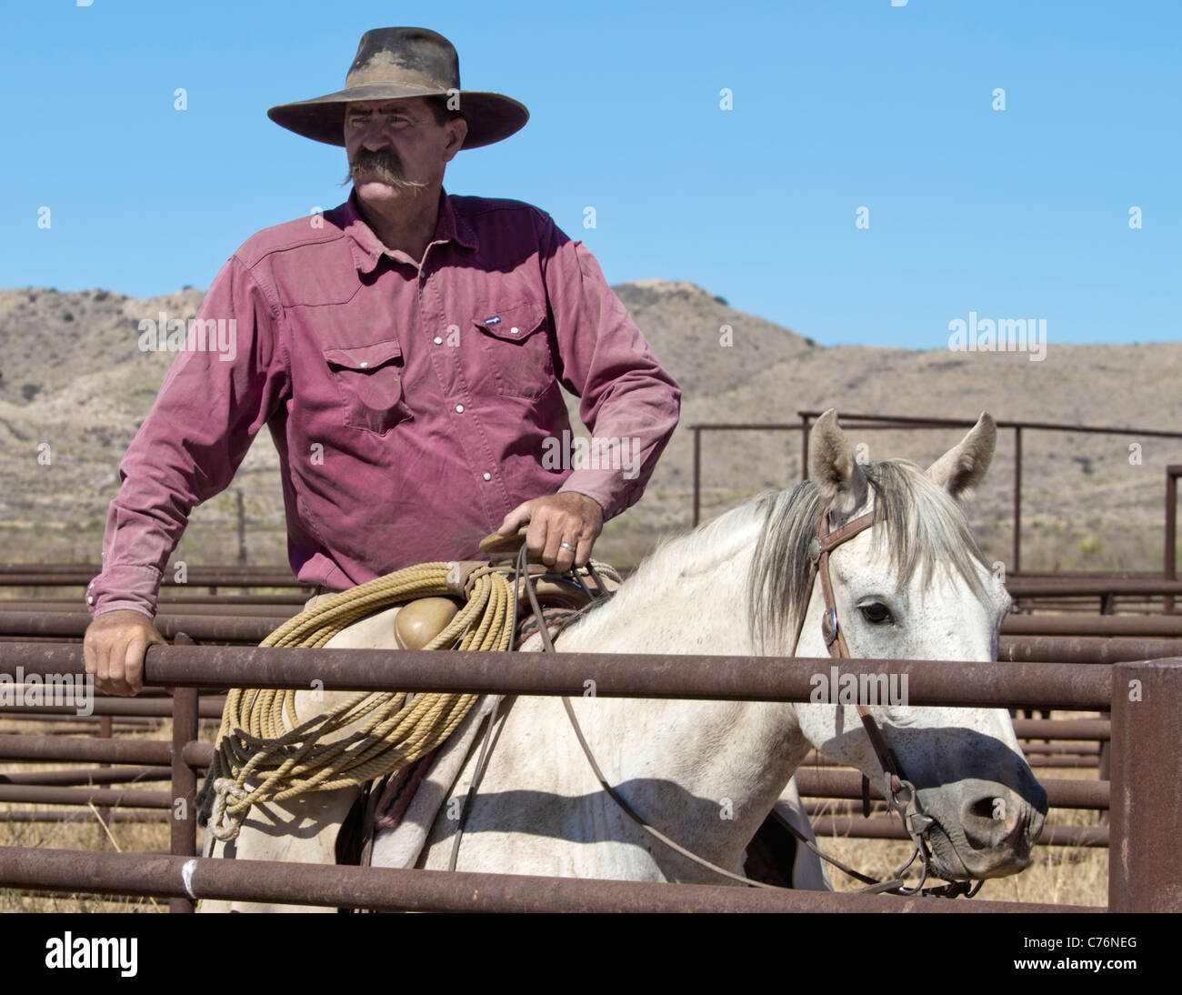Le bétail de Cowboy regarder voyage au cours d'un des stylos sur un roundup West ranch au Texas. Banque D'Images