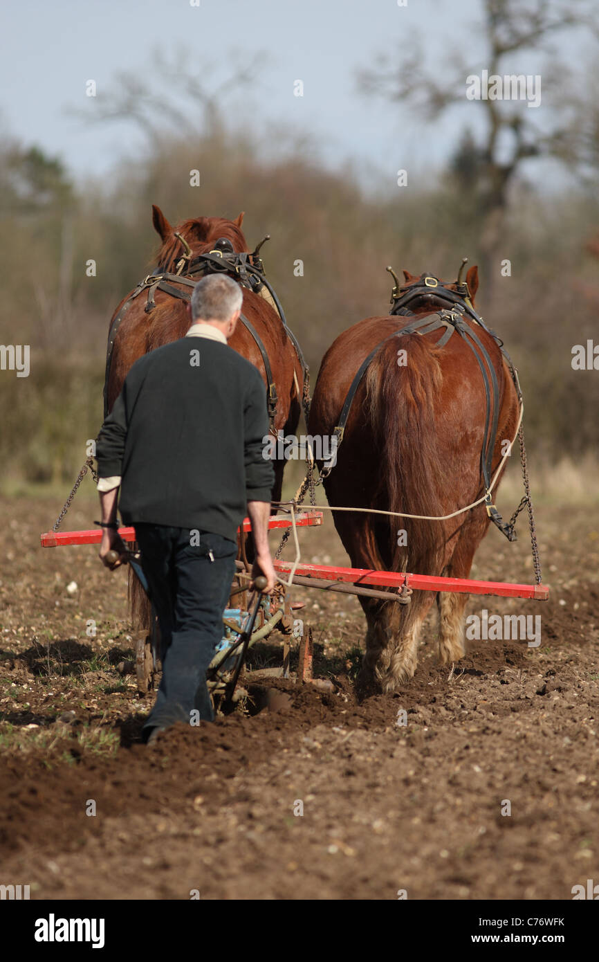 Gressenhall labour cheval Norfolk UK GO Banque D'Images