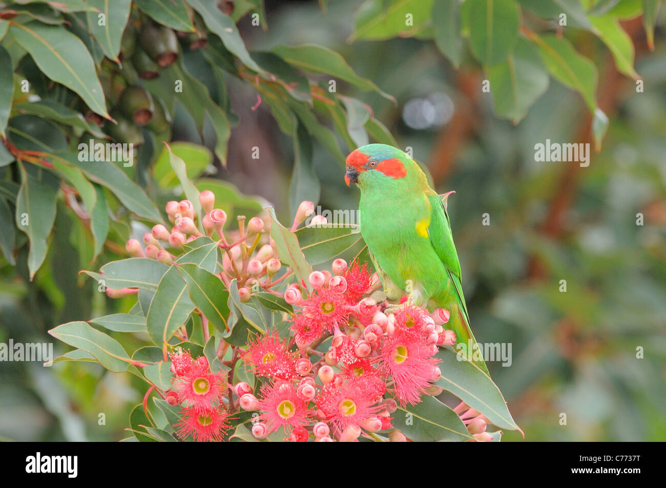 Musk Lorikeet Glossopsitta concinna photographié en Tasmanie, Australie Banque D'Images Musk Lorikeet Glossopsitta concinna photographié en Tasmanie, Australie Banque D'Images