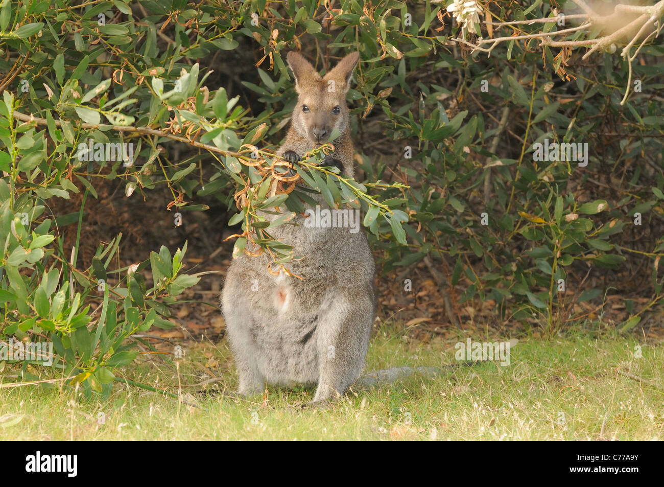 Wallaby de Bennett Macropus rufogriseus manger les feuilles photographié en Tasmanie, Australie Banque D'Images